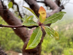 Bursera cerasiifolia