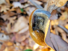 Mesomphix rugeli