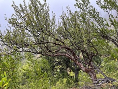Bursera cerasiifolia