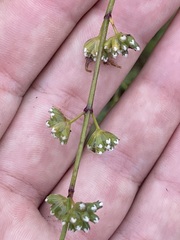 Hyptis collina