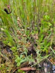 Gamochaeta calviceps