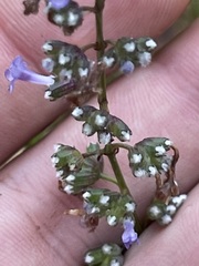 Hyptis collina