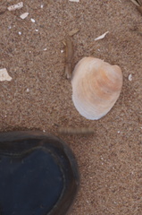 Mercenaria mercenaria