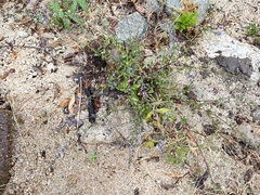 Hyptis collina