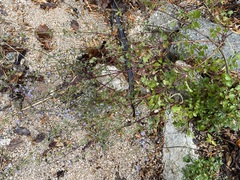 Hyptis collina