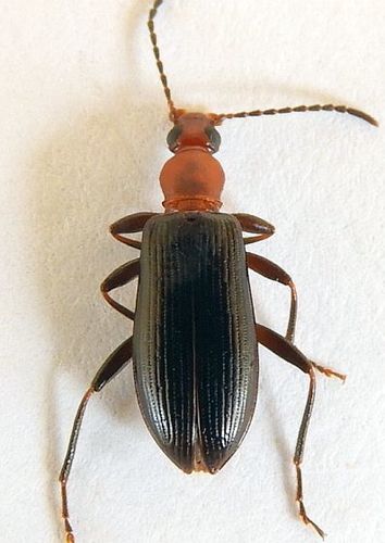 Statira pluripunctata