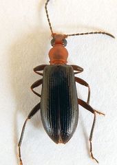 Statira pluripunctata