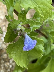 Salvia similis