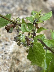Salvia similis