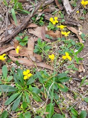 Goodenia glabra