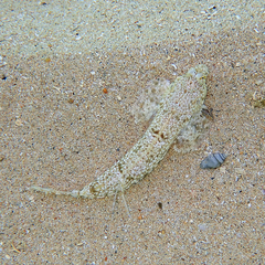 Diplogrammus goramensis