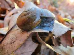 Mesomphix rugeli
