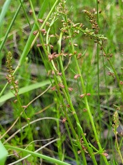 Haloragis heterophylla