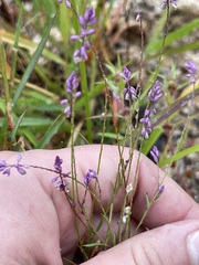Polygala glochidiata