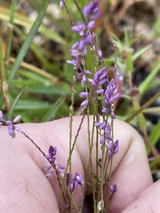 Polygala glochidiata
