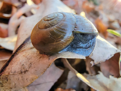 Mesomphix rugeli