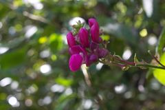 Phaseolus costaricensis