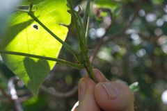 Phaseolus costaricensis