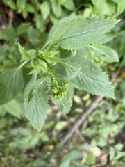 Trachelium caeruleum
