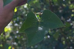 Phaseolus costaricensis