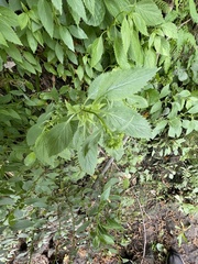 Trachelium caeruleum