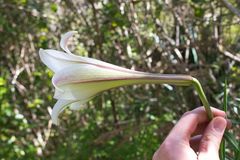Lilium longiflorum