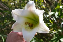 Lilium longiflorum