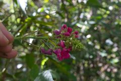 Phaseolus costaricensis