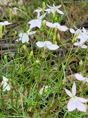 Lithotoma anethifolia