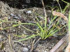 Rhynchospora contracta