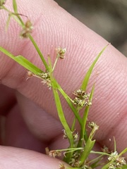 Rhynchospora contracta