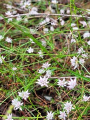Laxmannia compacta