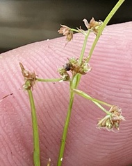 Rhynchospora contracta