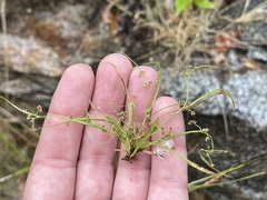 Rhynchospora contracta