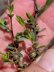 Leptospermum microcarpum