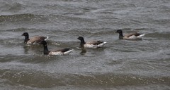 Branta bernicla
