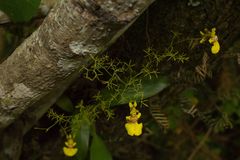 Oncidium bryolophotum