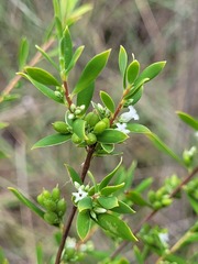 Styphelia mutica