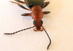 Statira pluripunctata