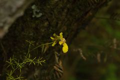 Oncidium bryolophotum