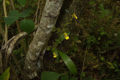 Oncidium bryolophotum