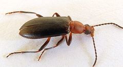 Statira pluripunctata