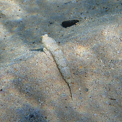 Diplogrammus goramensis