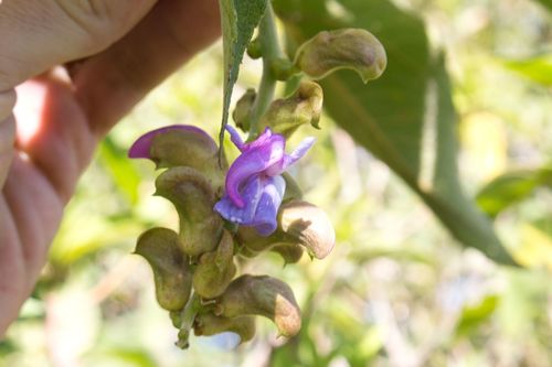 Canavalia villosa, photograph 4