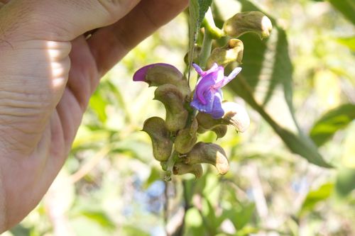 Canavalia villosa, photograph 5