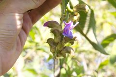 Canavalia villosa, photograph (c) Jake Rehage, some rights reserved (CC BY)