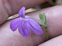 Justicia austrocapensis