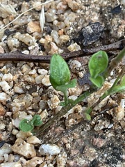 Justicia austrocapensis