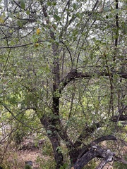 Sideroxylon peninsulare