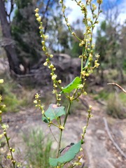 Muehlenbeckia rhyticarya